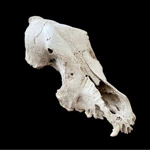 Partial Coyote Skull